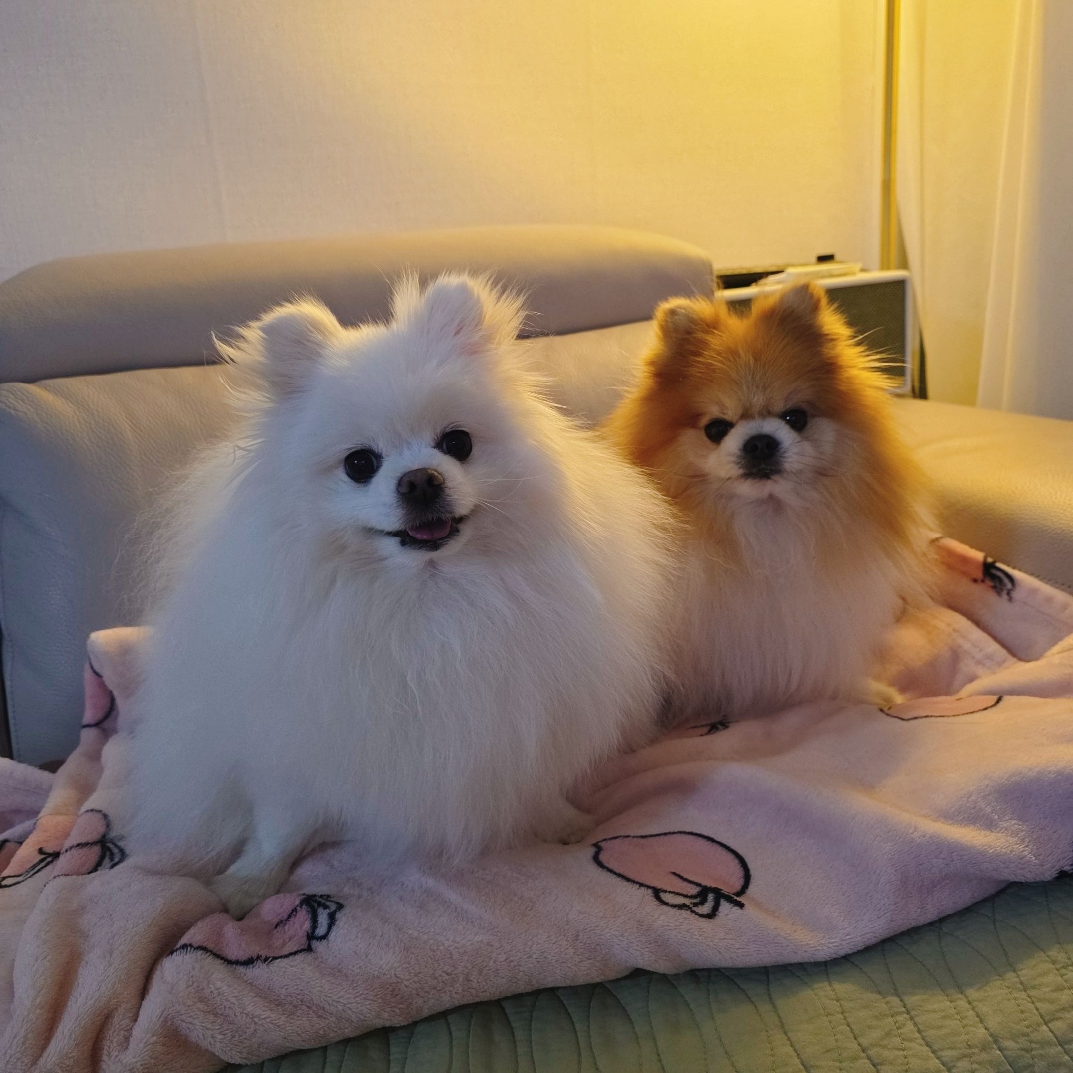 Momozzing Plush Blanket & Comforter user photo