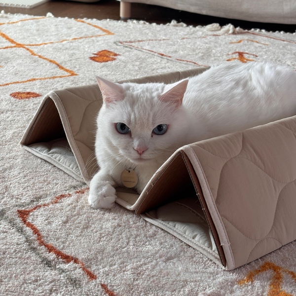 지붕 위 고양이