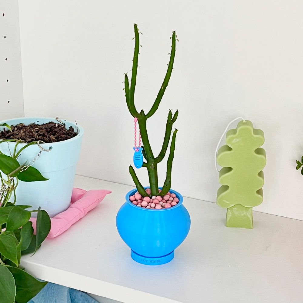 오늘의집 블루 연필 선인장 (made) 청산호 미니화분 다육이 인테리어 컬러 오브제 화분