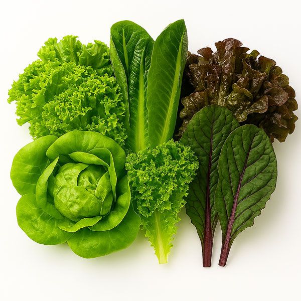 유러피안 샐러드 채소 500g / 1kg / 2kg 유럽채소 가격 비교 세상별미 유러피안 샐러드 채소 500g / 1kg / 2kg 유럽채소