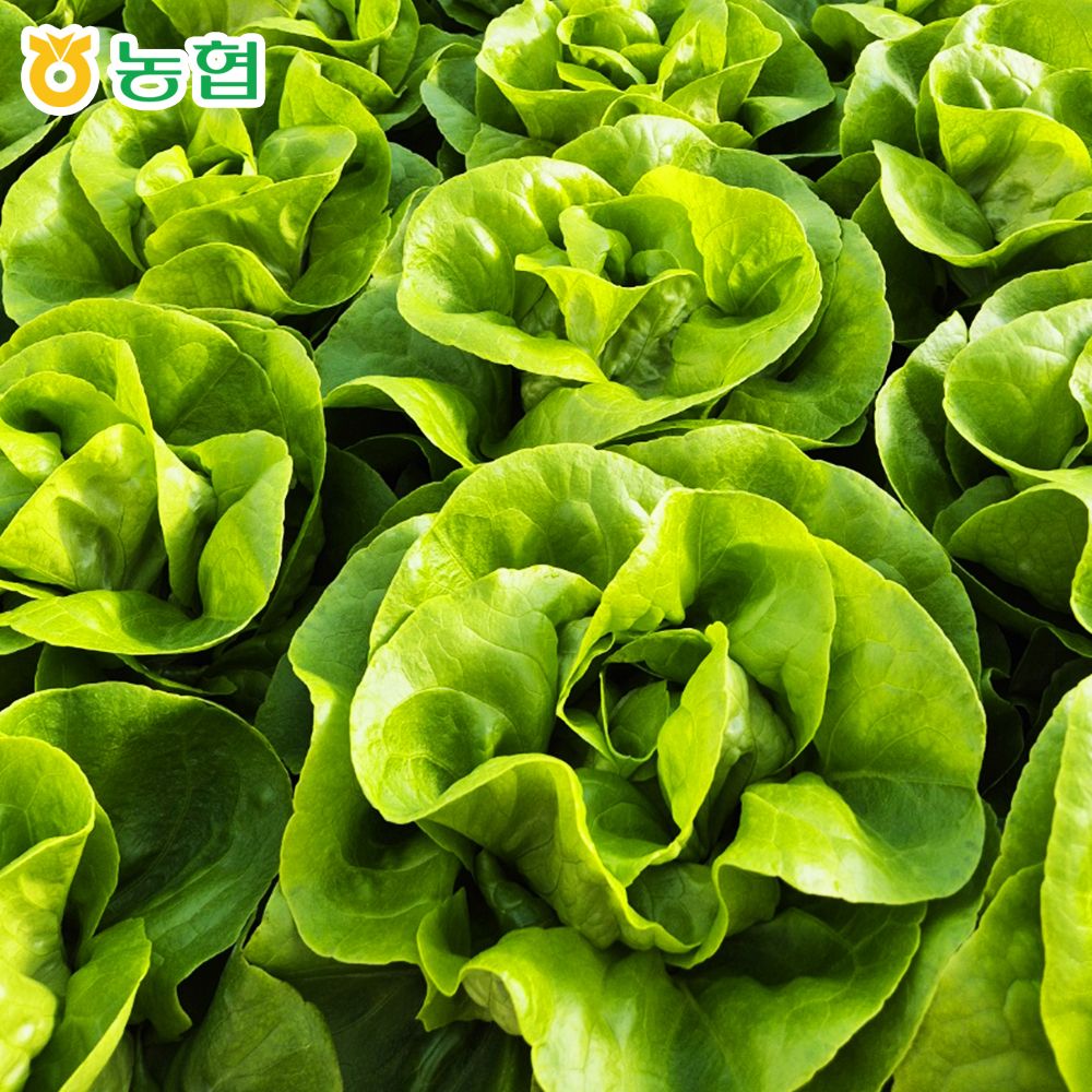 국내산 유러피안 샐러드 채소 700g 대용량 가격 추이 산해직송 국내산 유러피안 샐러드 채소 700g 대용량 - 최저가 10,464원