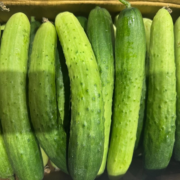 [경북] 신선한 백다다기 오이 2kg 실중량 외 3kg ~ 9kg 중량선택