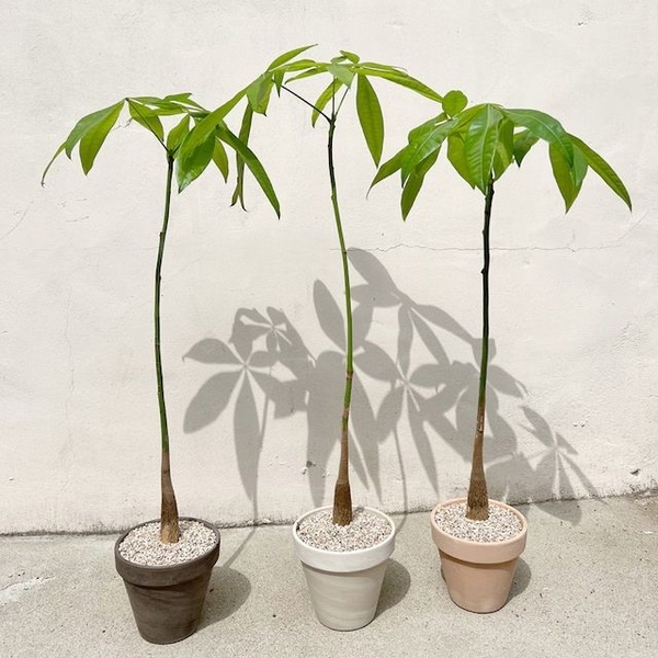 키다리 파키라 키우기 쉬운 공기정화 반려식물 60cm 내외 - 토분 3color