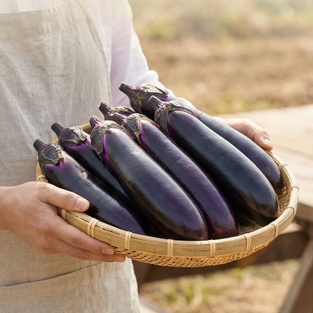 국내산 가지 제철 채소 부드러운 식감 가지 1kg 2kg 3kg 4kg