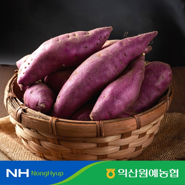 [농협선별] 햇 베니하루카 세척 꿀 고구마 2kg 특상 / 로얄사이즈