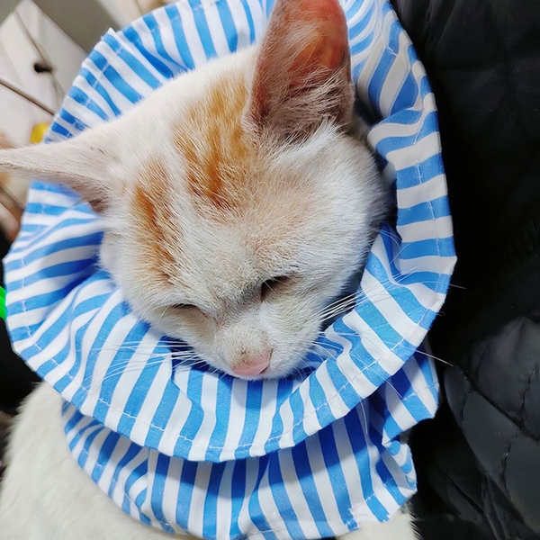 엘레강스 스트라이프 넥카라