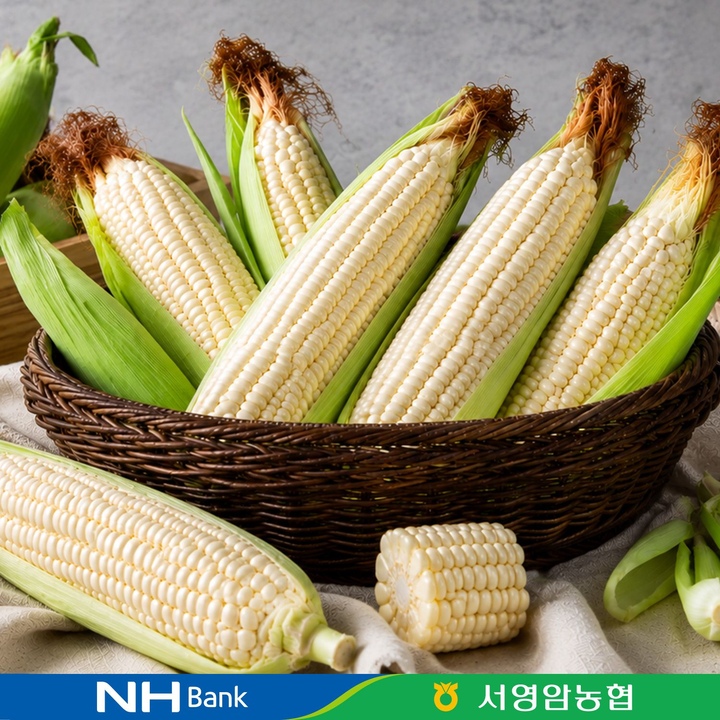 [오늘의집] 감동 [시즌오픈] 국내산 햇 찰옥수수 특품 15개입 X 개당 14cm 이상 / 예약발송