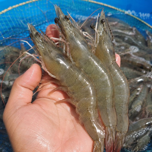 [시즌오픈] 국내산 생물 흰다리 새우 500g 실중량 생새우회 / 구이가능