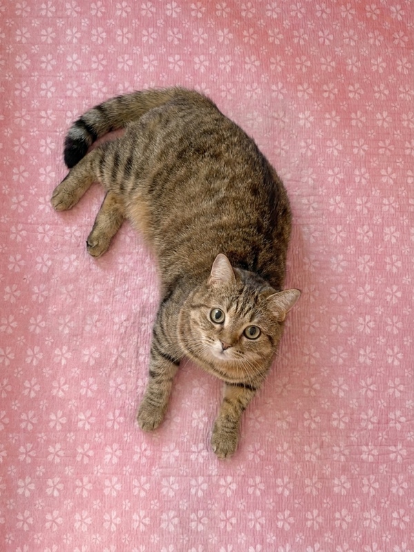 Cherry Blossom Seersucker Rug