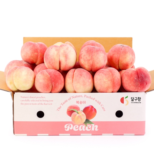 [영천] 아삭단단 딱딱이 고당도 백도 복숭아 2kg / 13일 순차발송