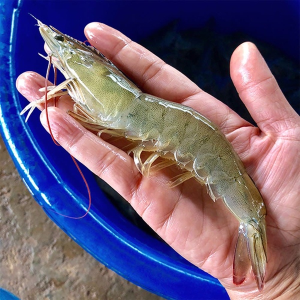 국내산 제철 생물 왕새우 500g/1kg