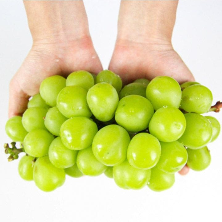 맛꾼 26년 햇 고당도 하우스 샤인머스켓 2kg 실중량 / 에어쉘 안전포장