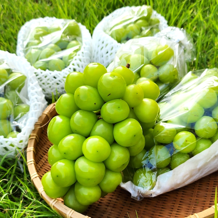 [오늘의집] 늘신선 [익산] 특품  특고당도 샤인머스켓 2kg / 4kg 실중량 산지직송