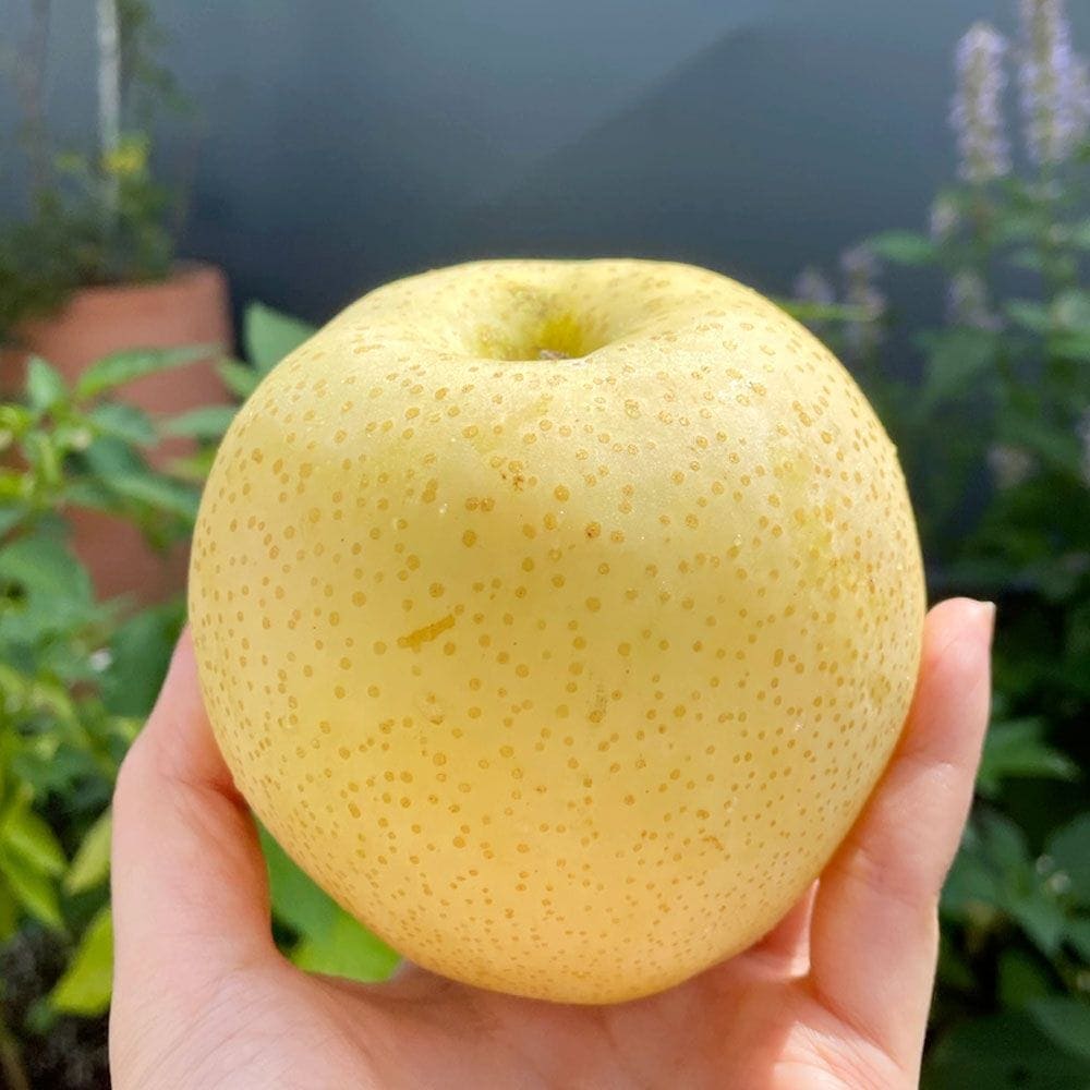 이프레시 26년 첫수확 햇 황금배 4kg 실중량 중소과~대과