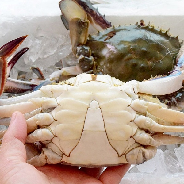 대천해 [산지직송][700세트한정] 국내산 제철 생물꽃게 2kg / 4kg 당일조업 당일출고
