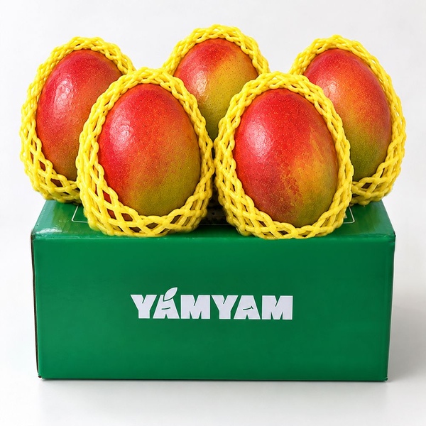 늘신선 [직수입] 브라질 프리미엄 고당도 애플망고 2kg / 4kg 대용량 선물세트