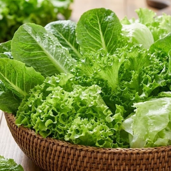 팜보스 [산지직송] 신선한 유러피안 샐러드 1kg 실중량 / 쌈채소 로메인 바타비아 버터헤드