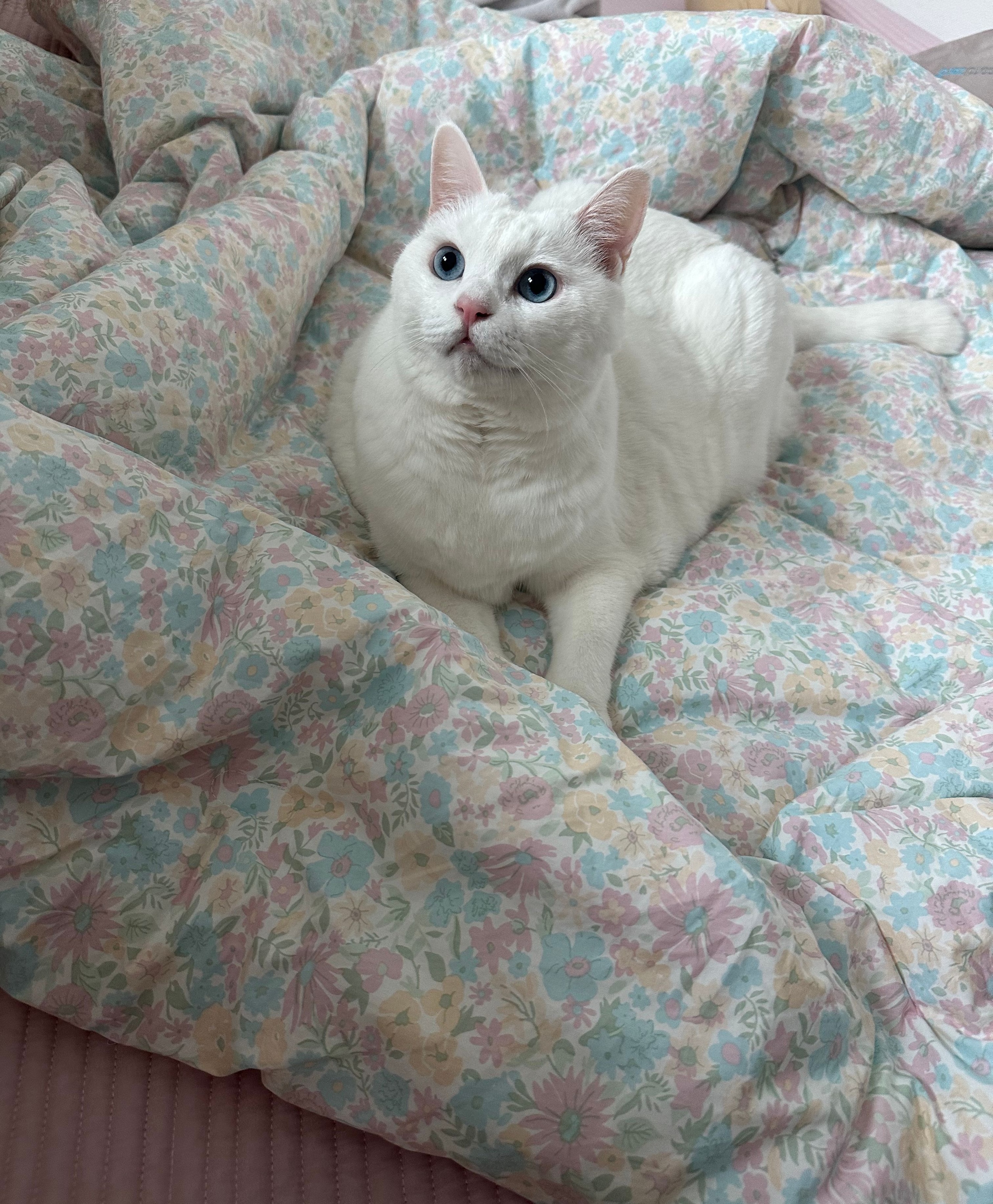 Love Binder Premium Cotton Comforter user photo