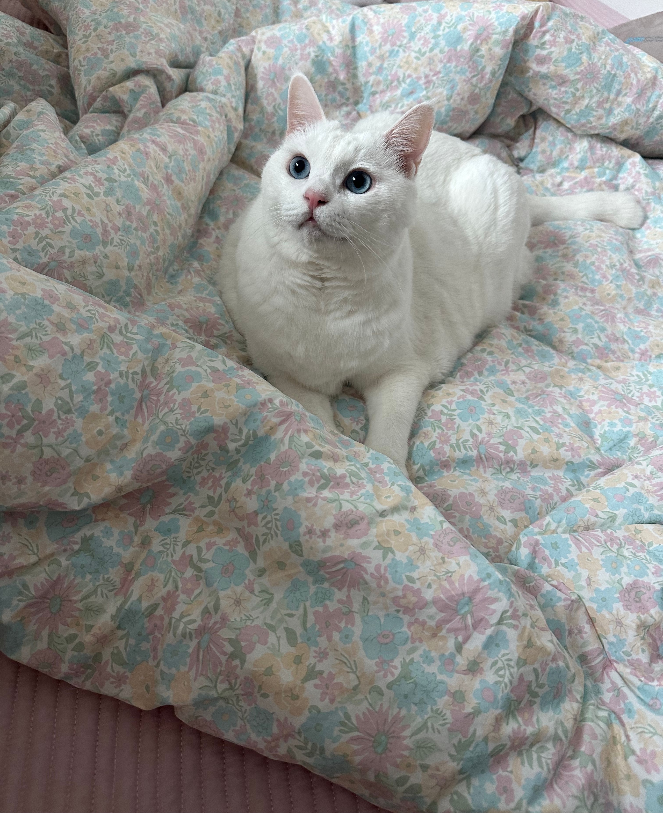 Love Binder Premium Cotton Comforter user photo