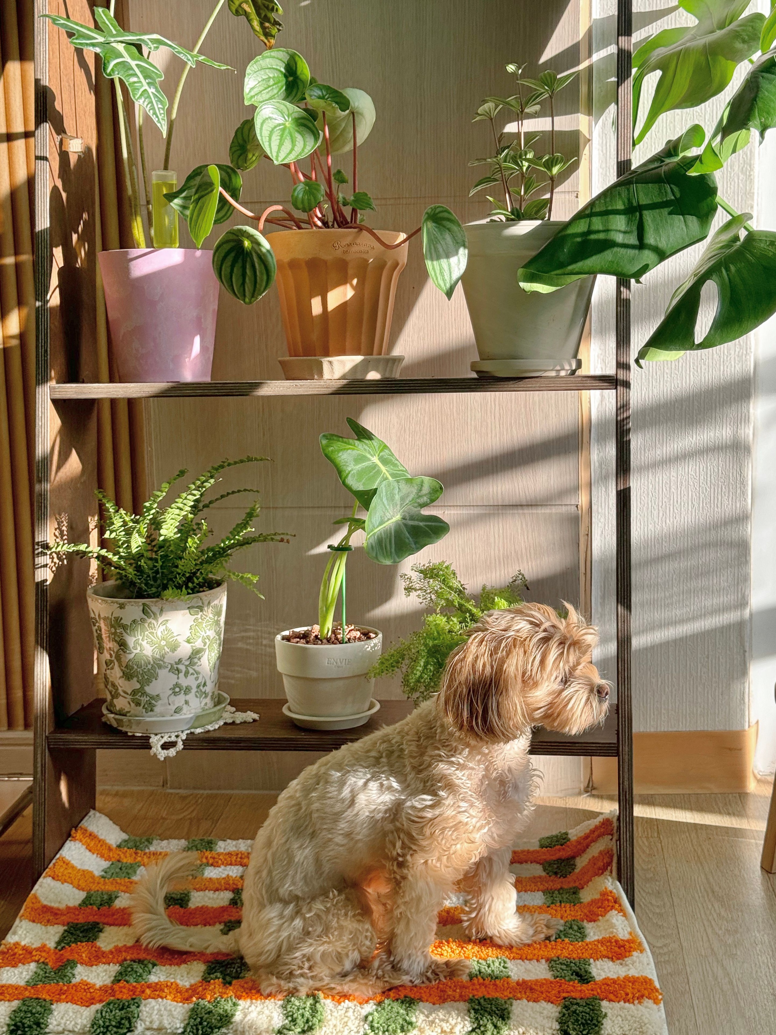 Candy Check Tufted Rug user photo