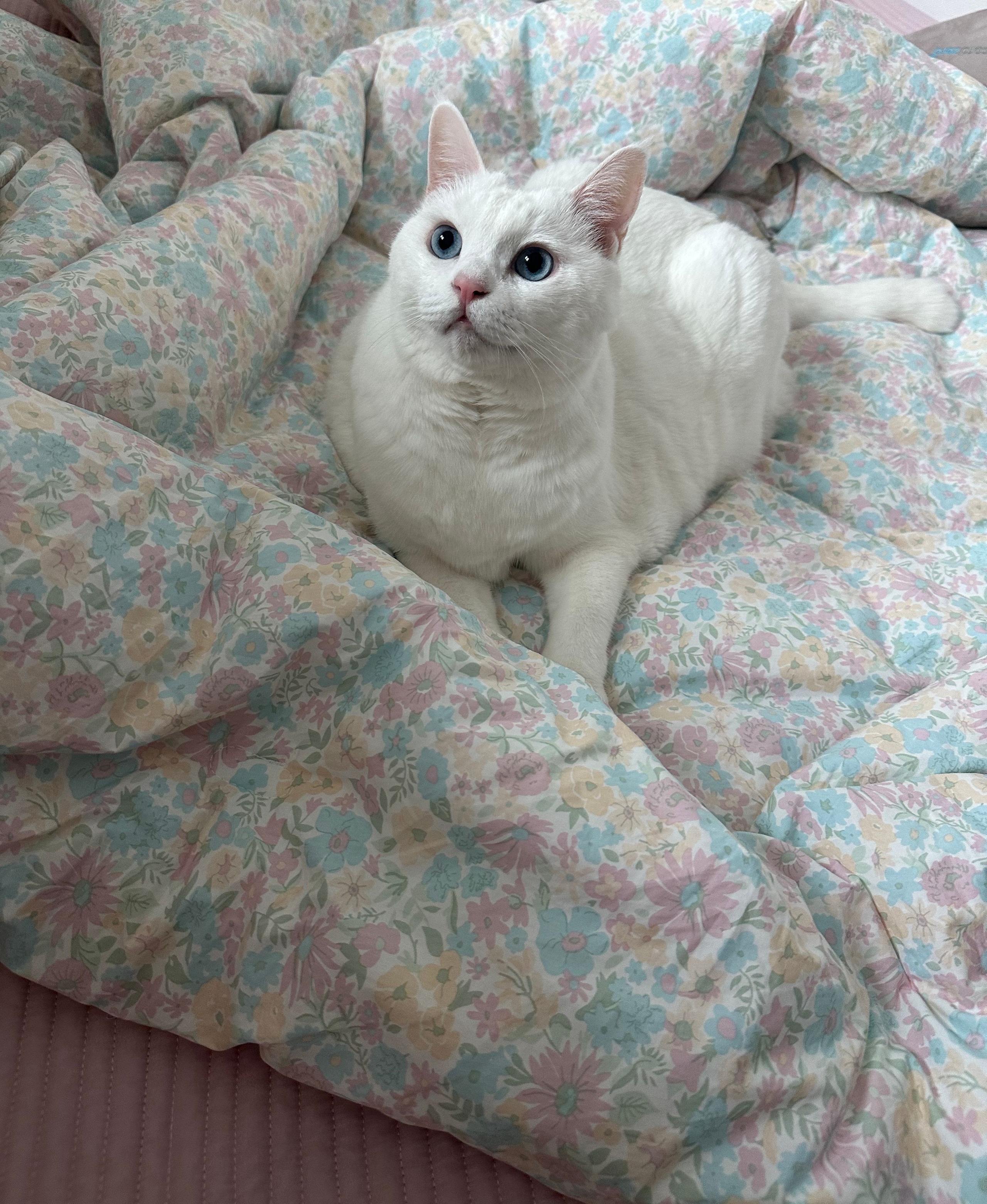 Love Binder Premium Cotton Comforter user photo