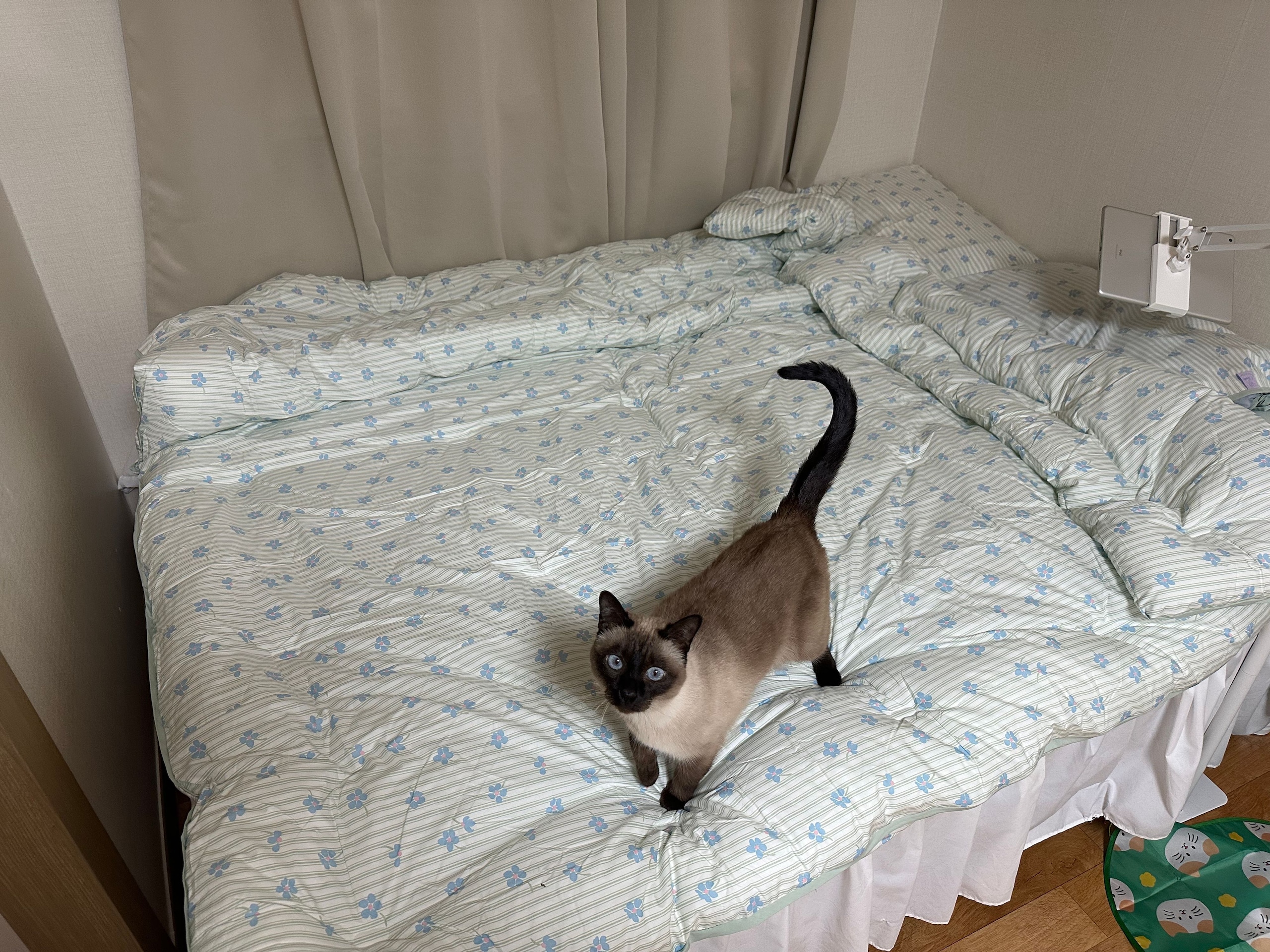 Love Binder Premium Cotton Comforter user photo