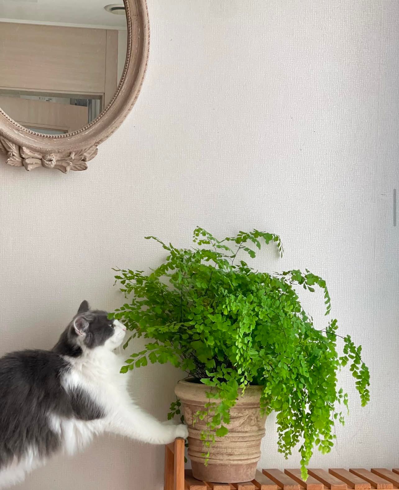 Solid Wood Plant Stand user photo