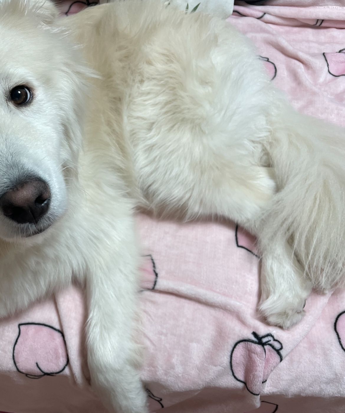 Momozzing Plush Blanket & Comforter user photo