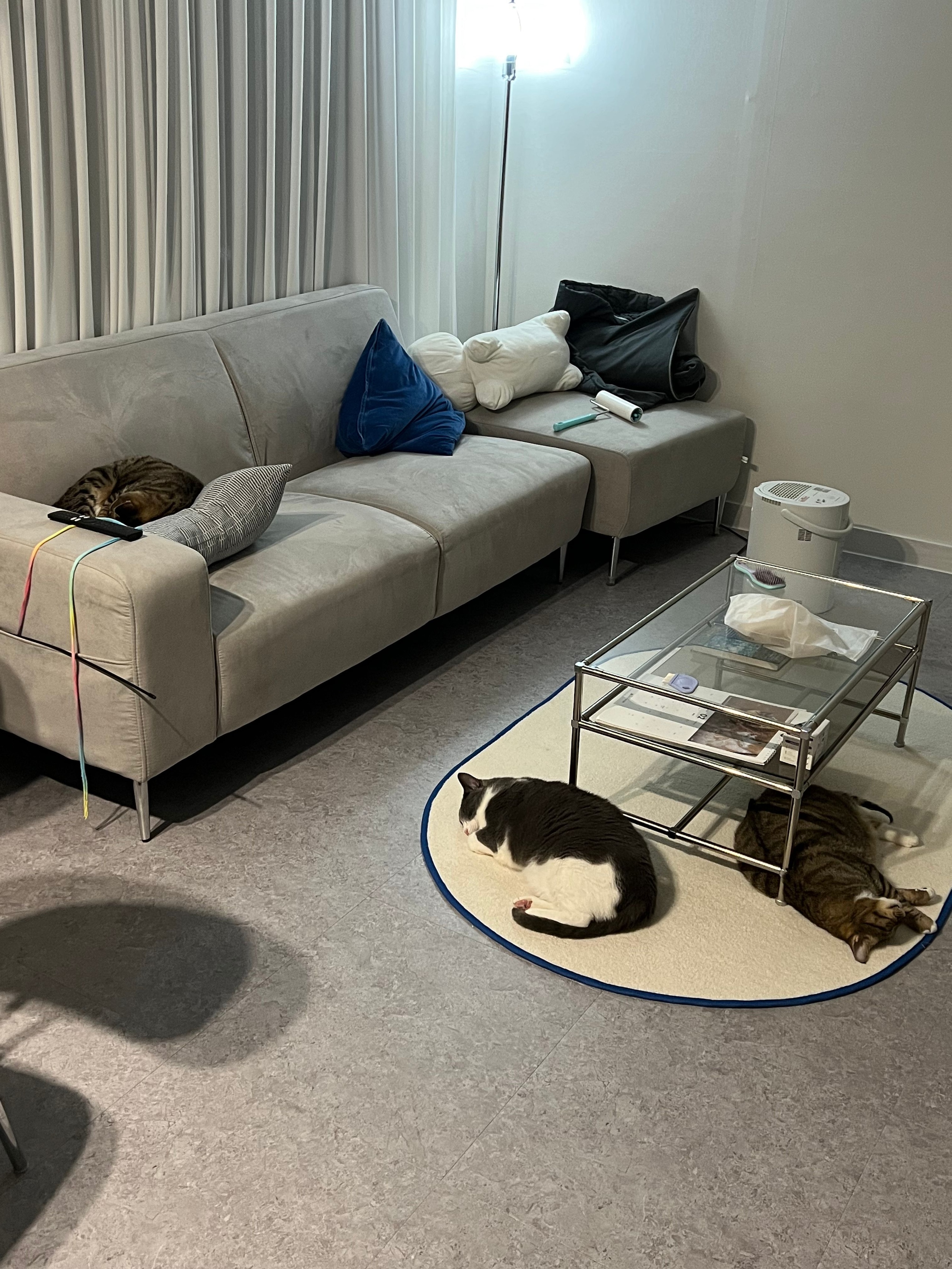 Studio Rim Oval Rug user photo