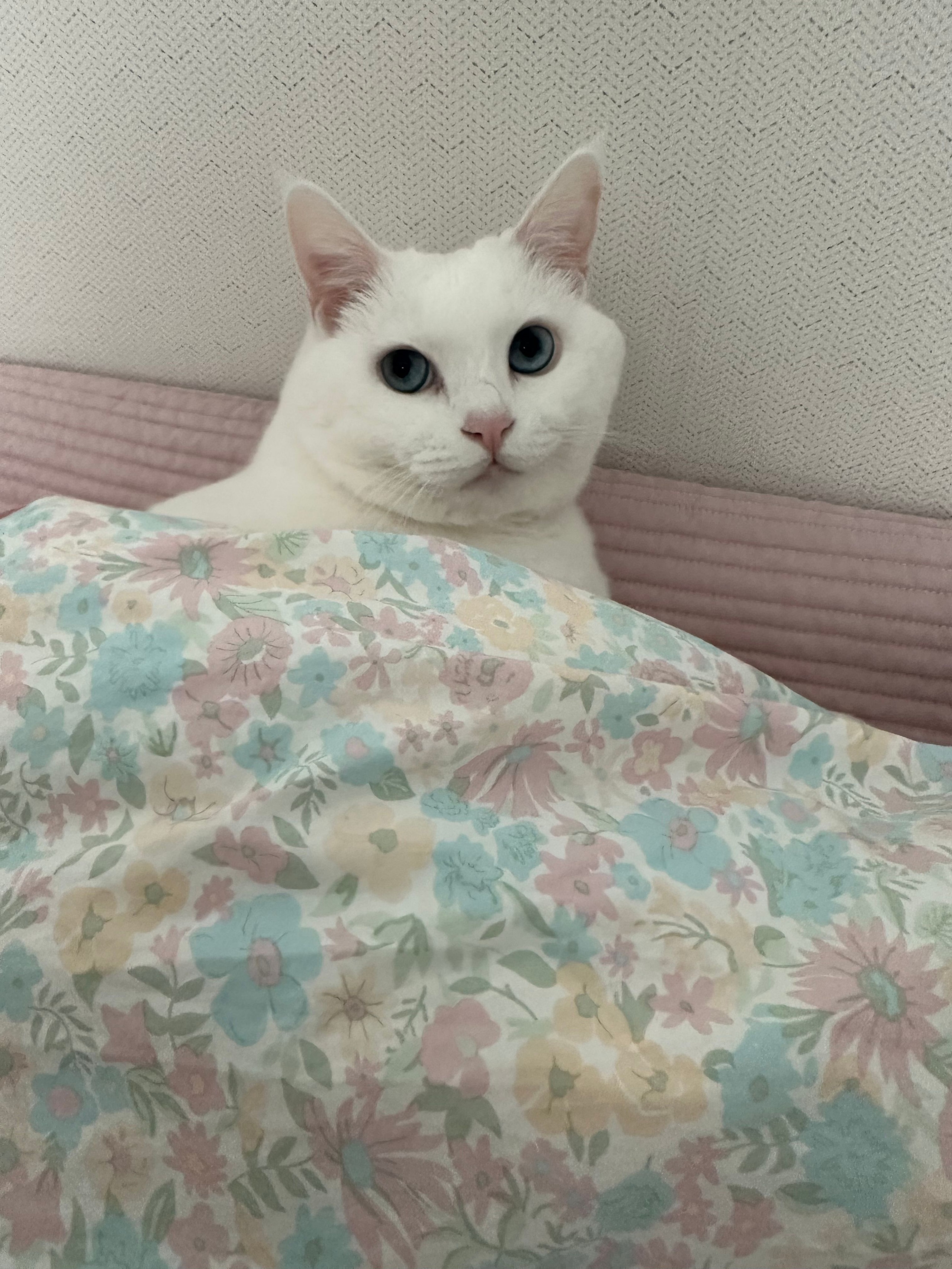 Love Binder Premium Cotton Comforter user photo