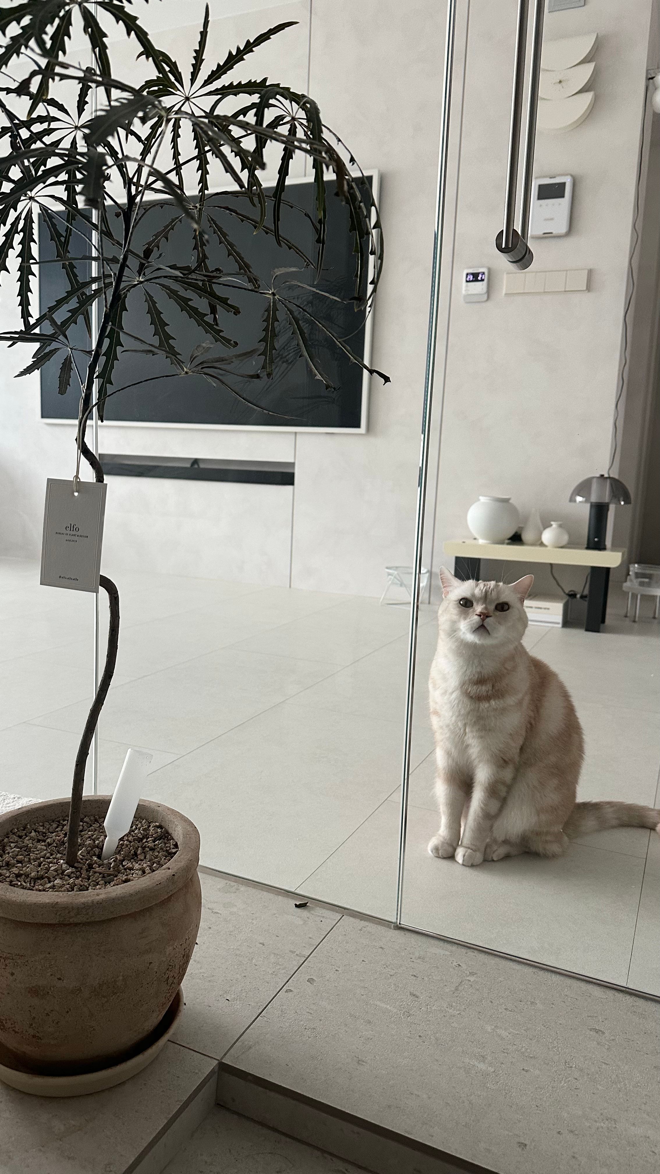Nito Table Lamp user photo