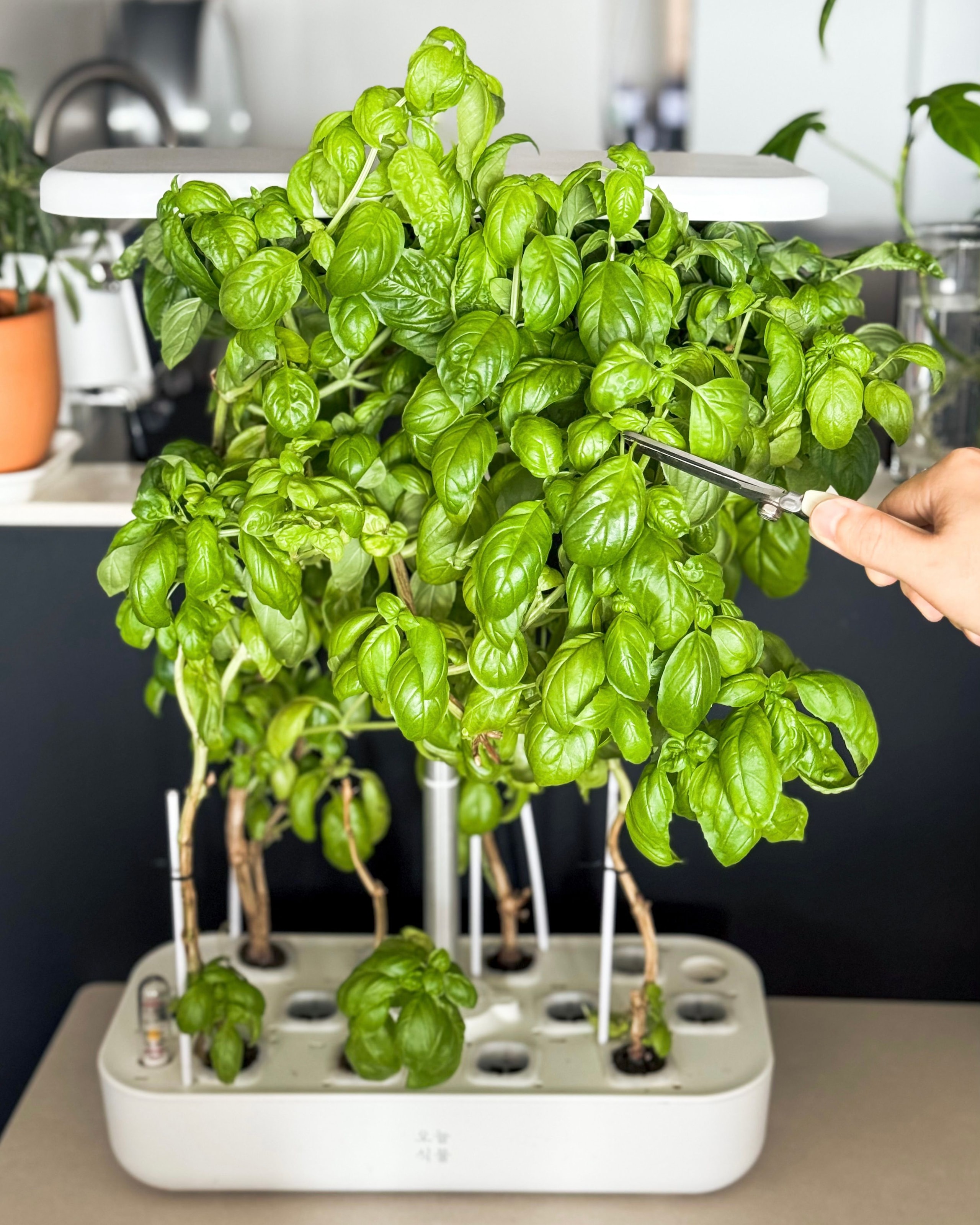 수경재배기 | 라이프스타일 슈퍼앱, 오늘의집