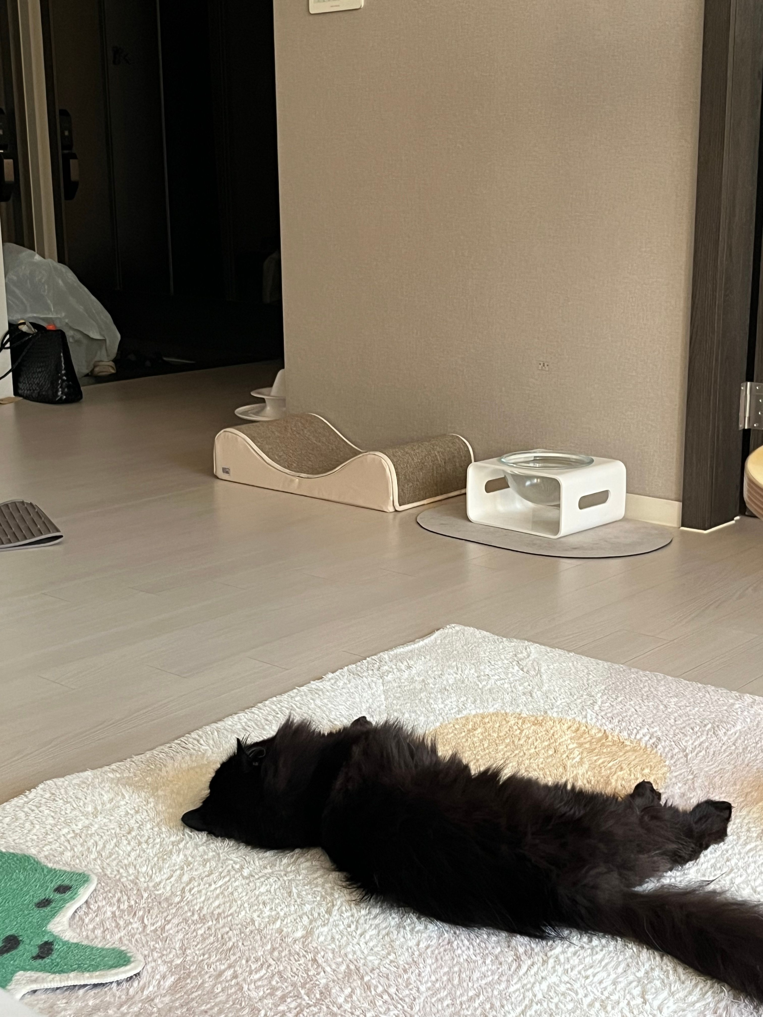 Doodle Animal Accent Rug Collection user photo