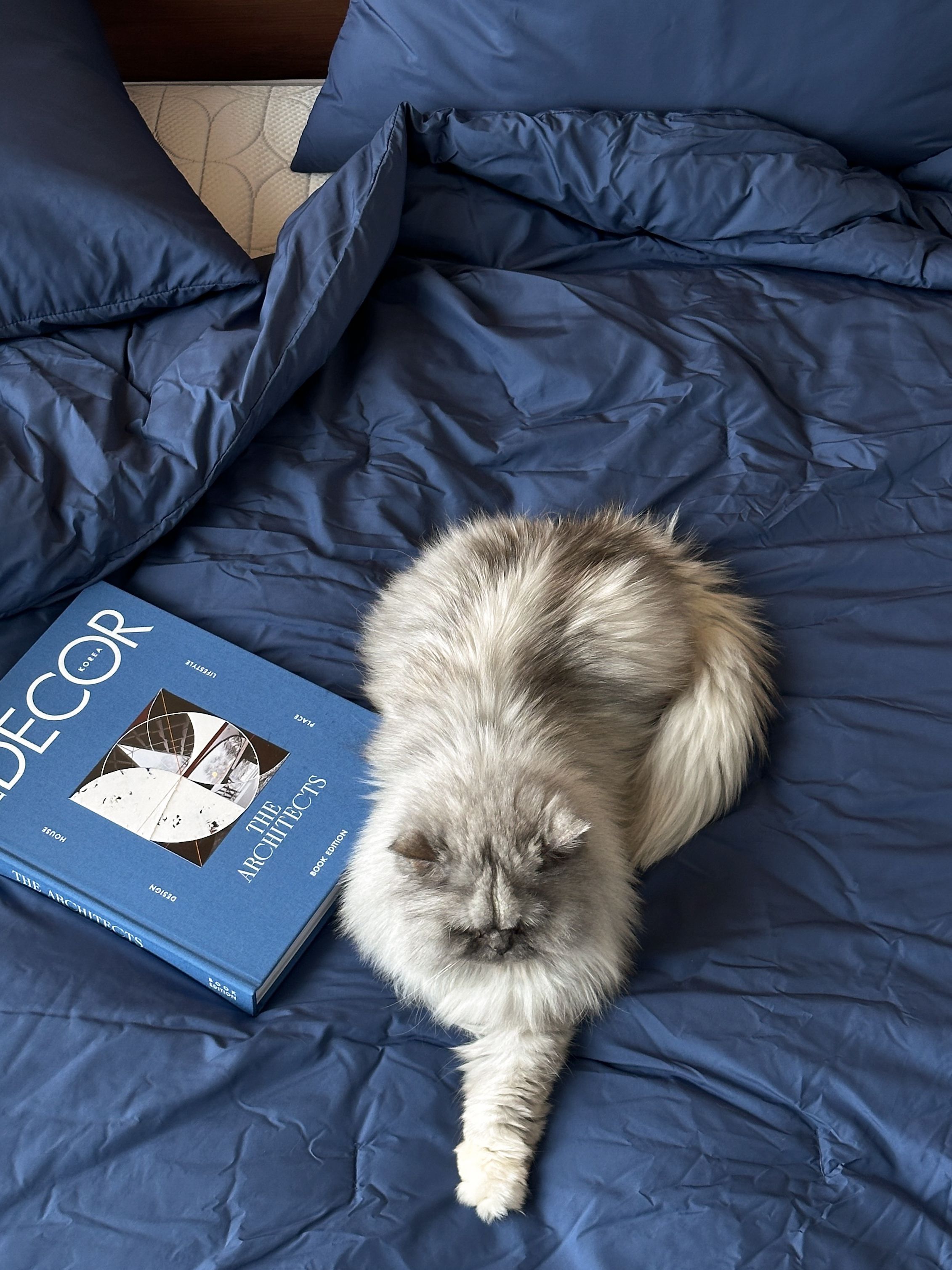 Pure Cotton Basic Fitted Sheet user photo