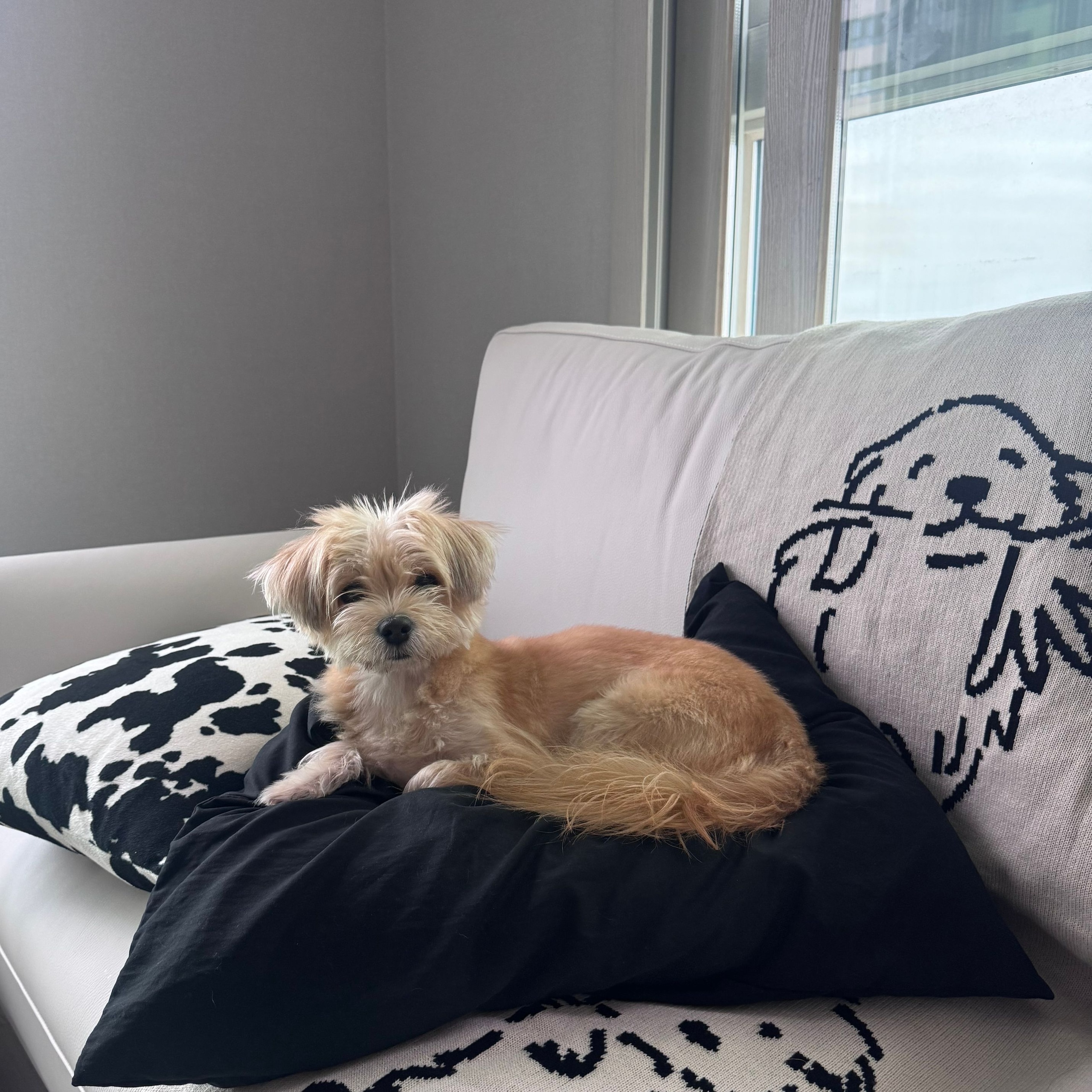 Puppy Reversible Knit Blanket user photo