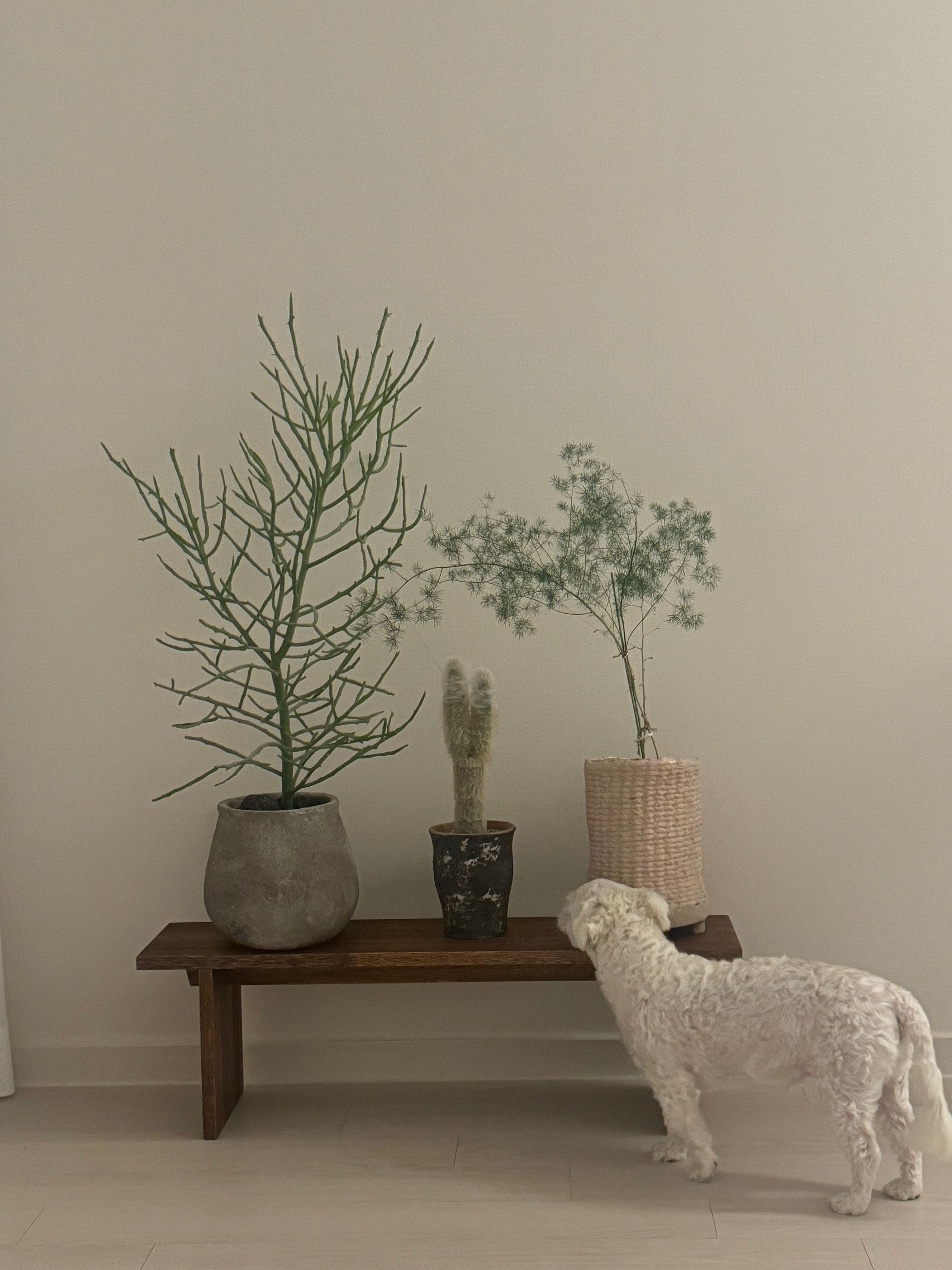 Wooden Plant Shelf user photo