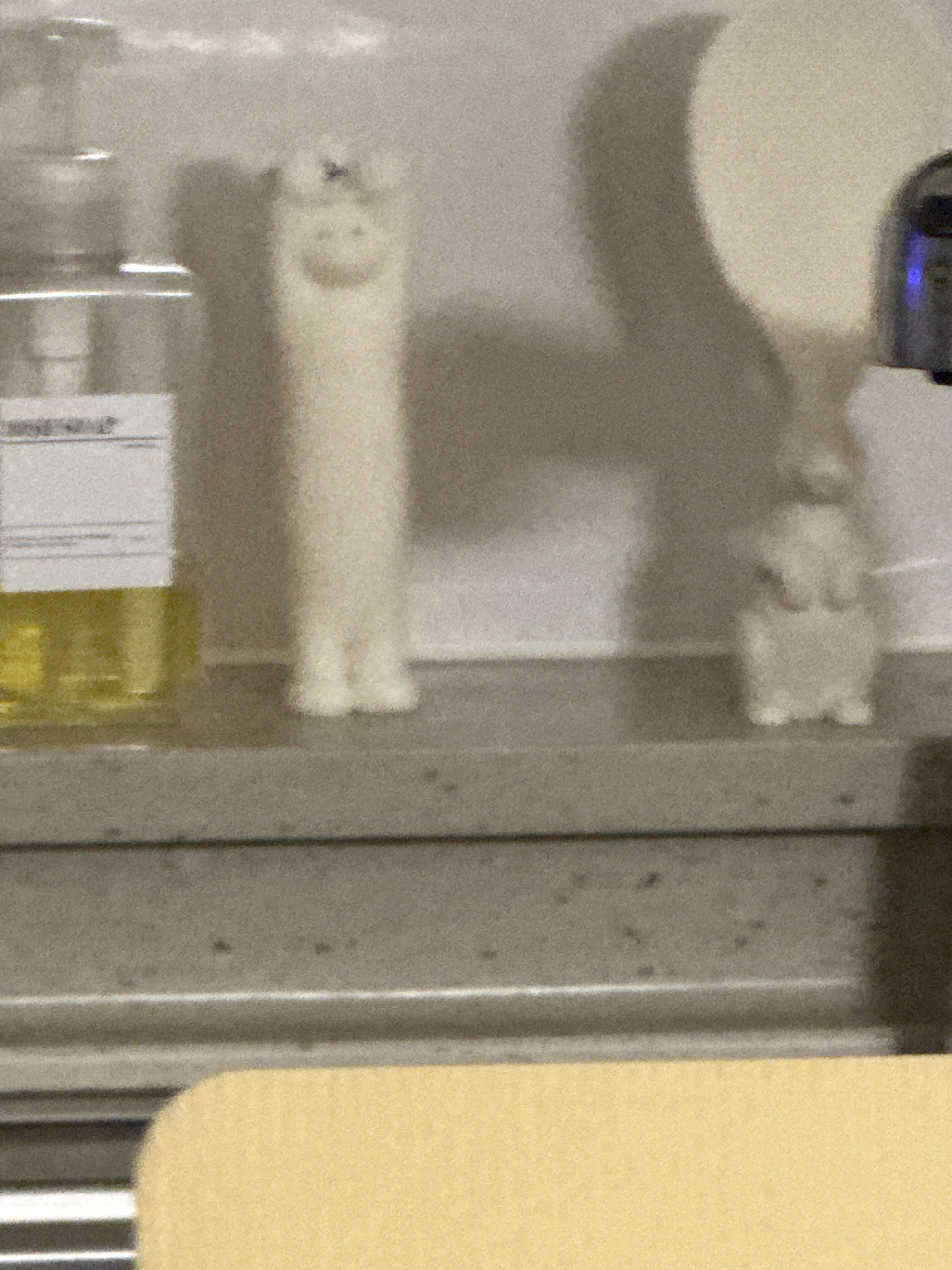 Stretchy Cat Object Candle user photo