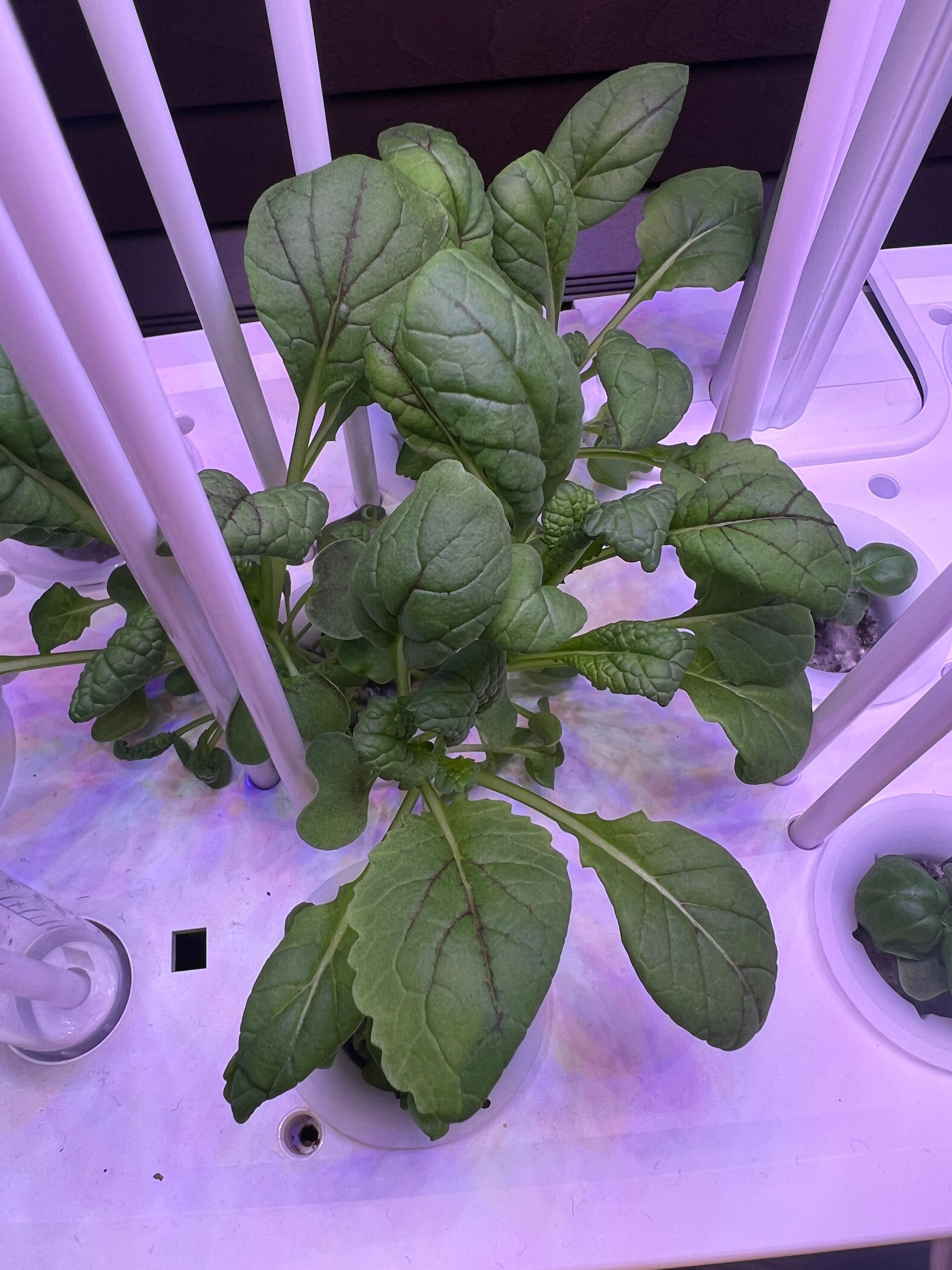 수경재배기 | 라이프스타일 슈퍼앱, 오늘의집