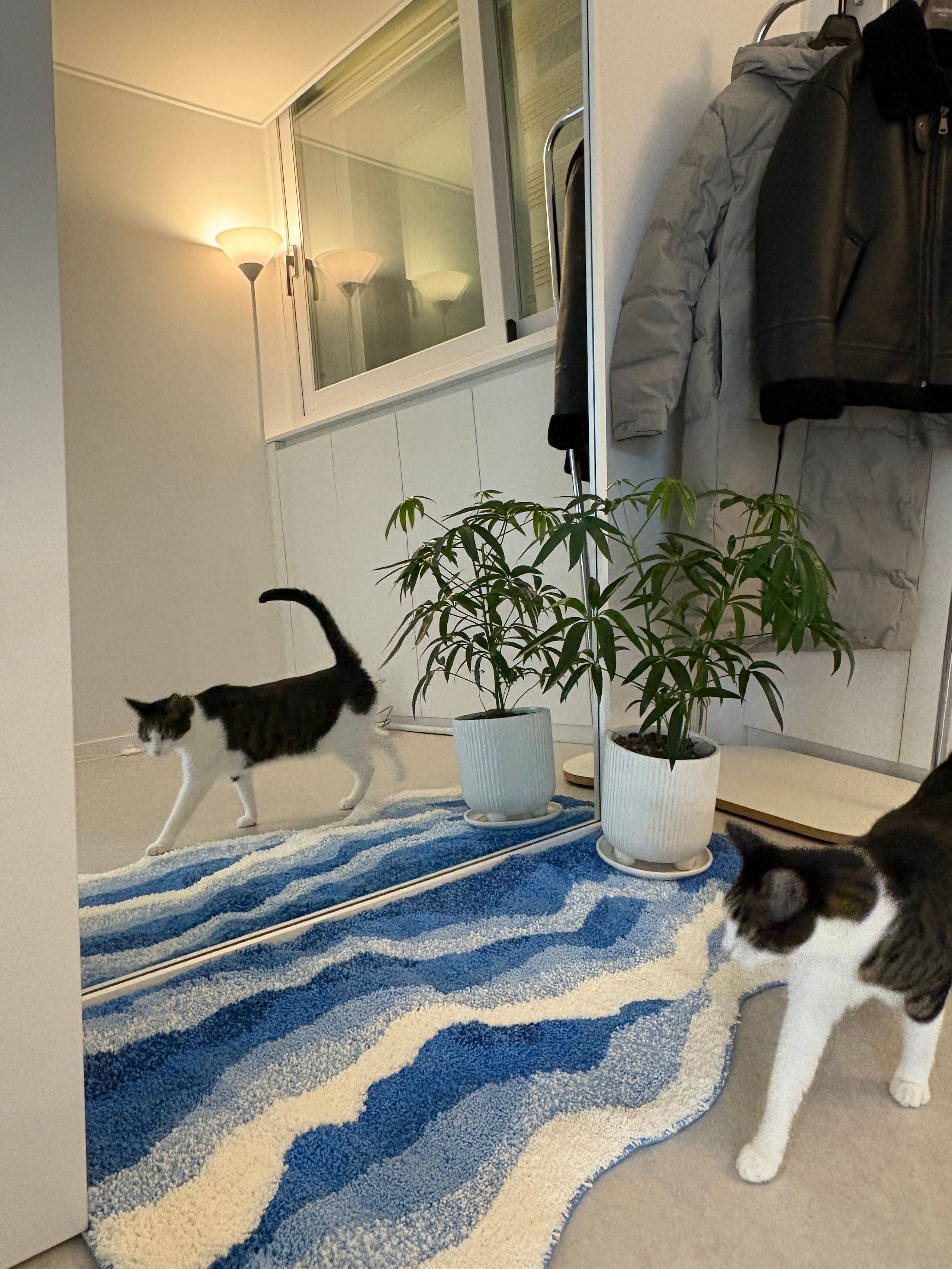 Wavy Blue Tufted Rug user photo