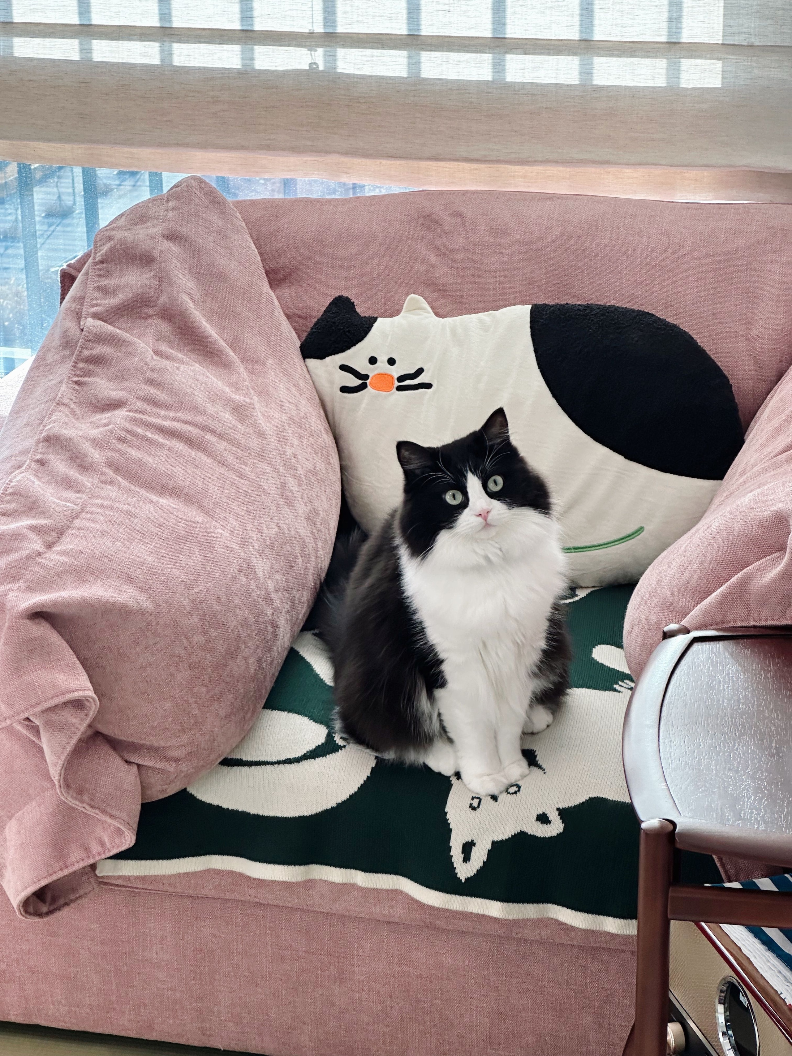 Reversible Cat Knit Blanket user photo