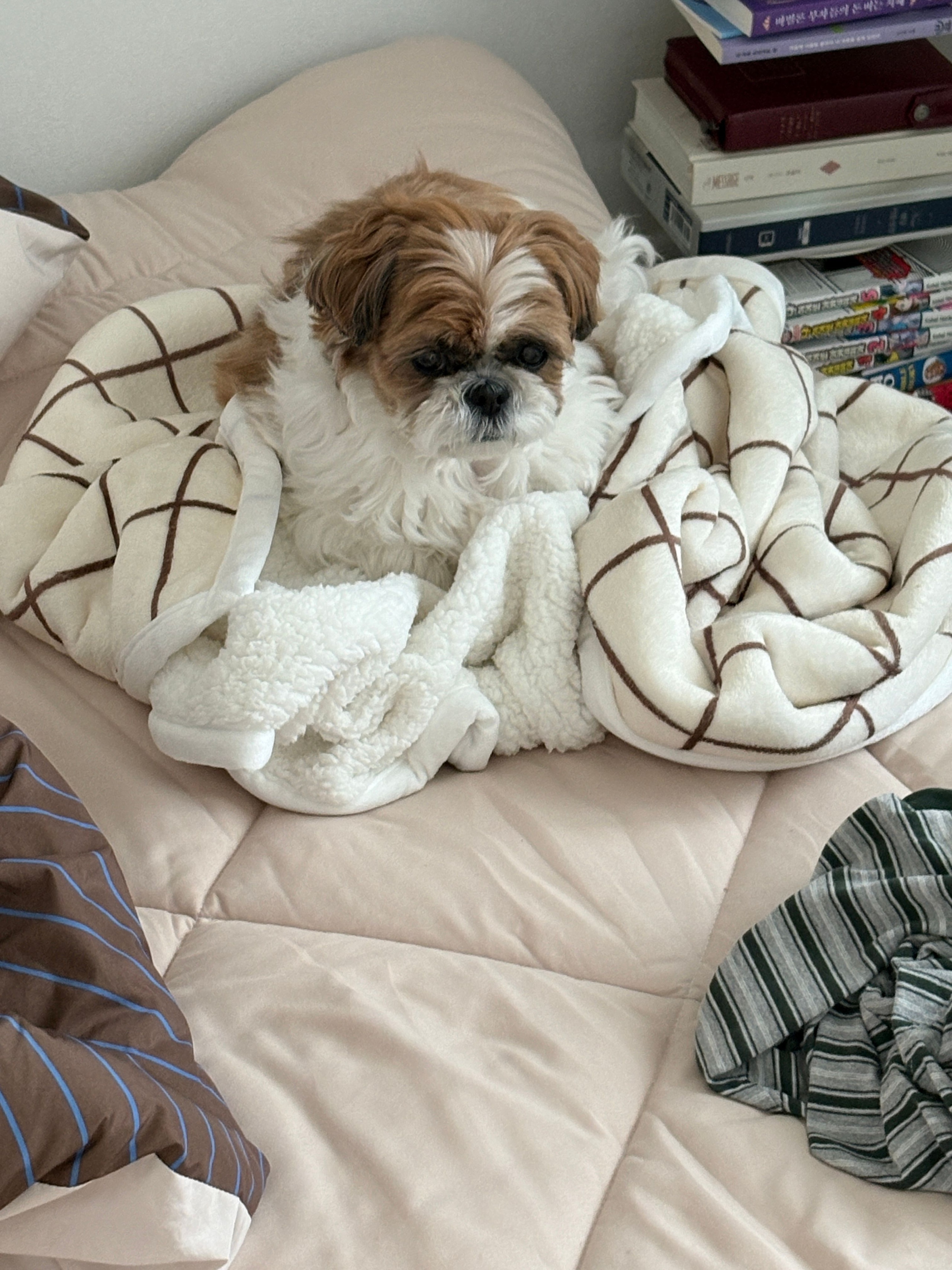 Blooming Flannel Microfiber All-Season Sherpa Blanket user photo
