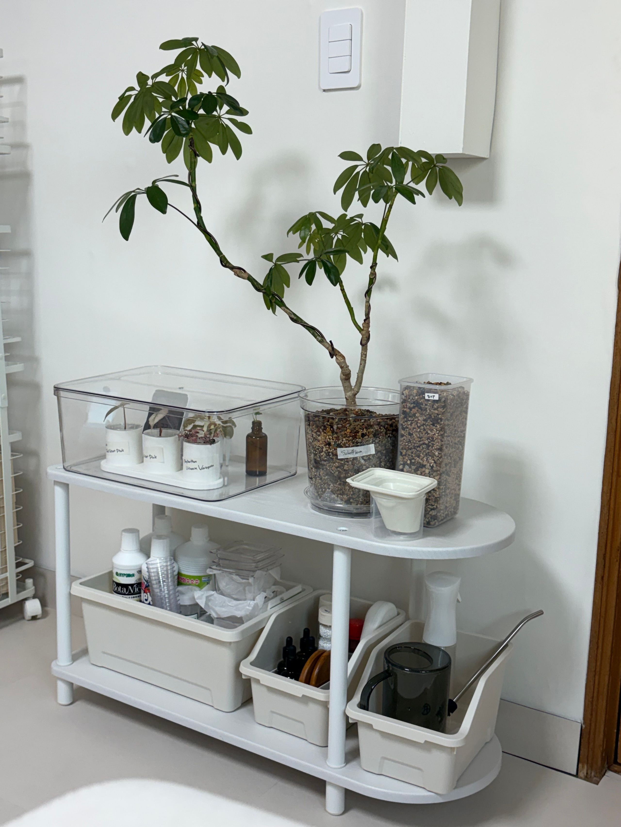 Half-Moon Wooden Shelf user photo