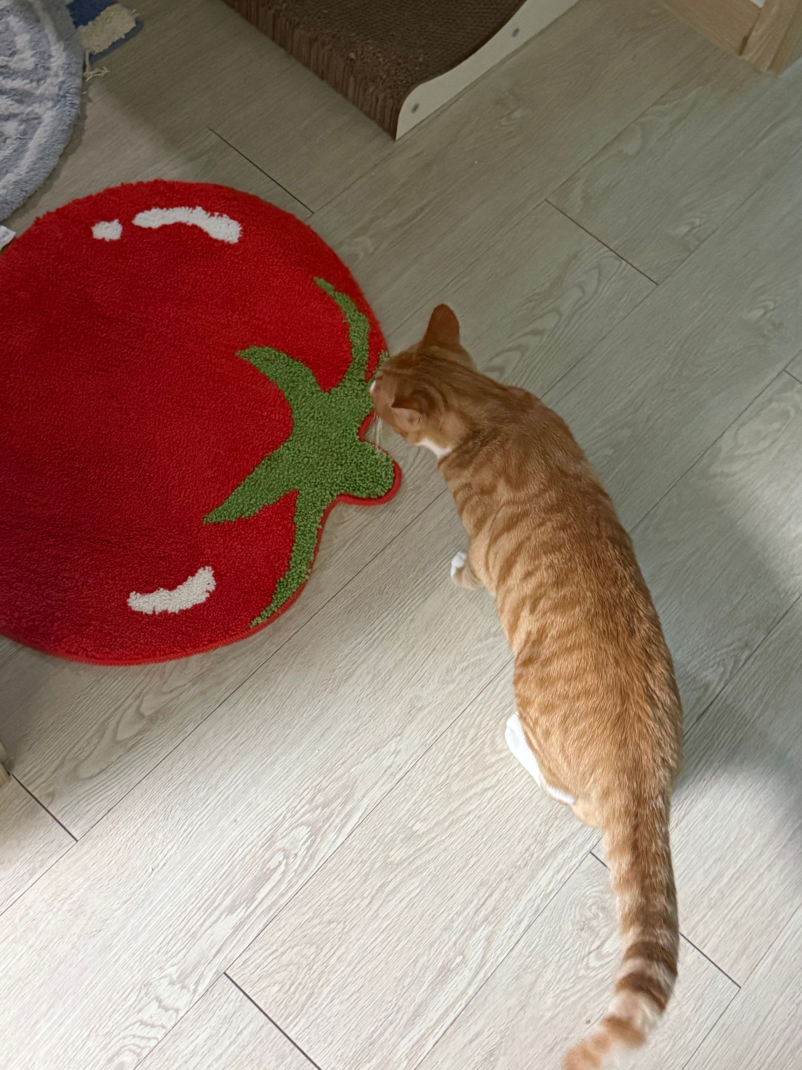 Tomato Tufted Accent Rug user photo