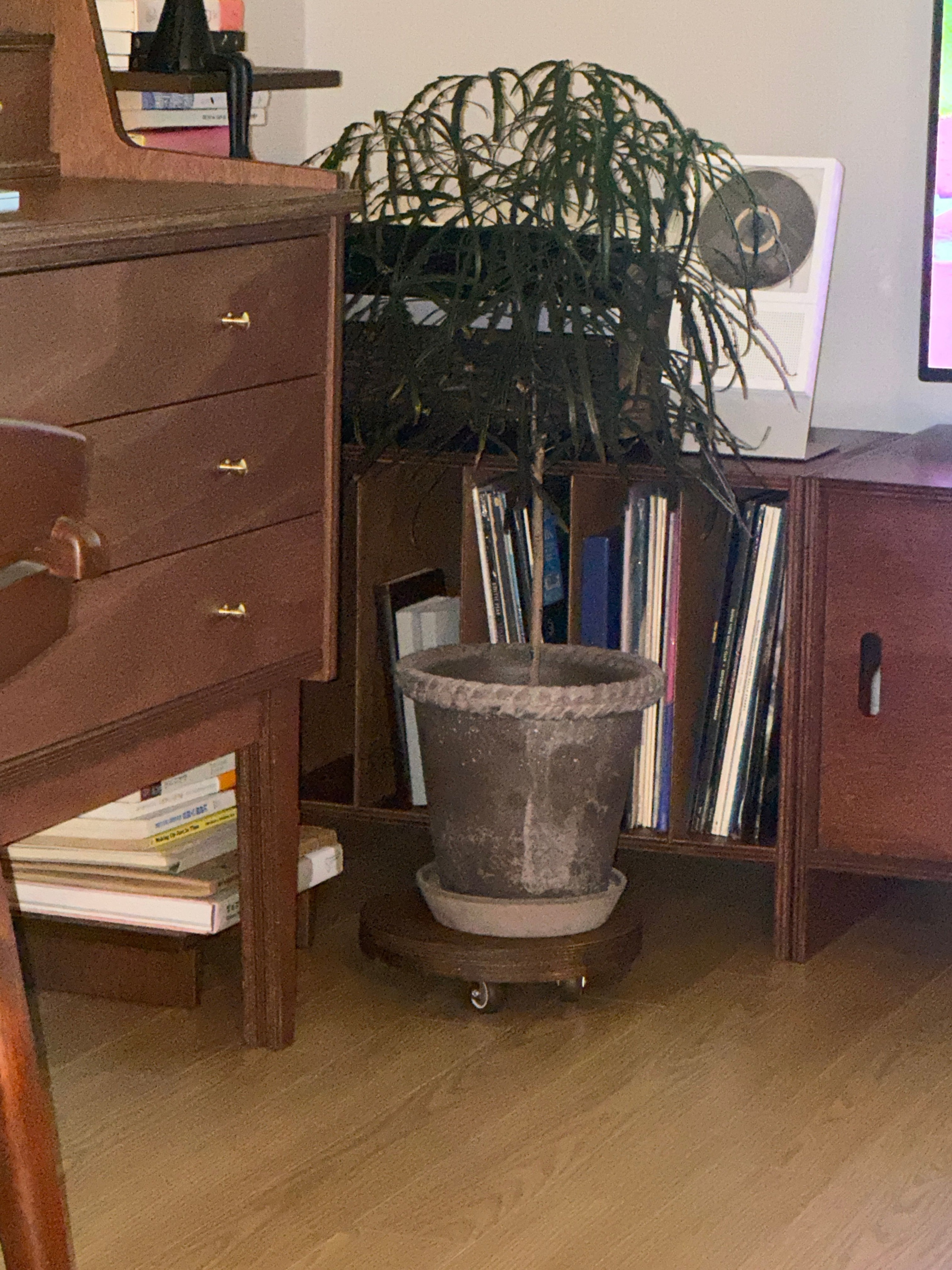Wood Rolling Plant Caddy user photo
