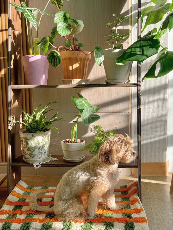 Candy Check Tufted Rug user photo