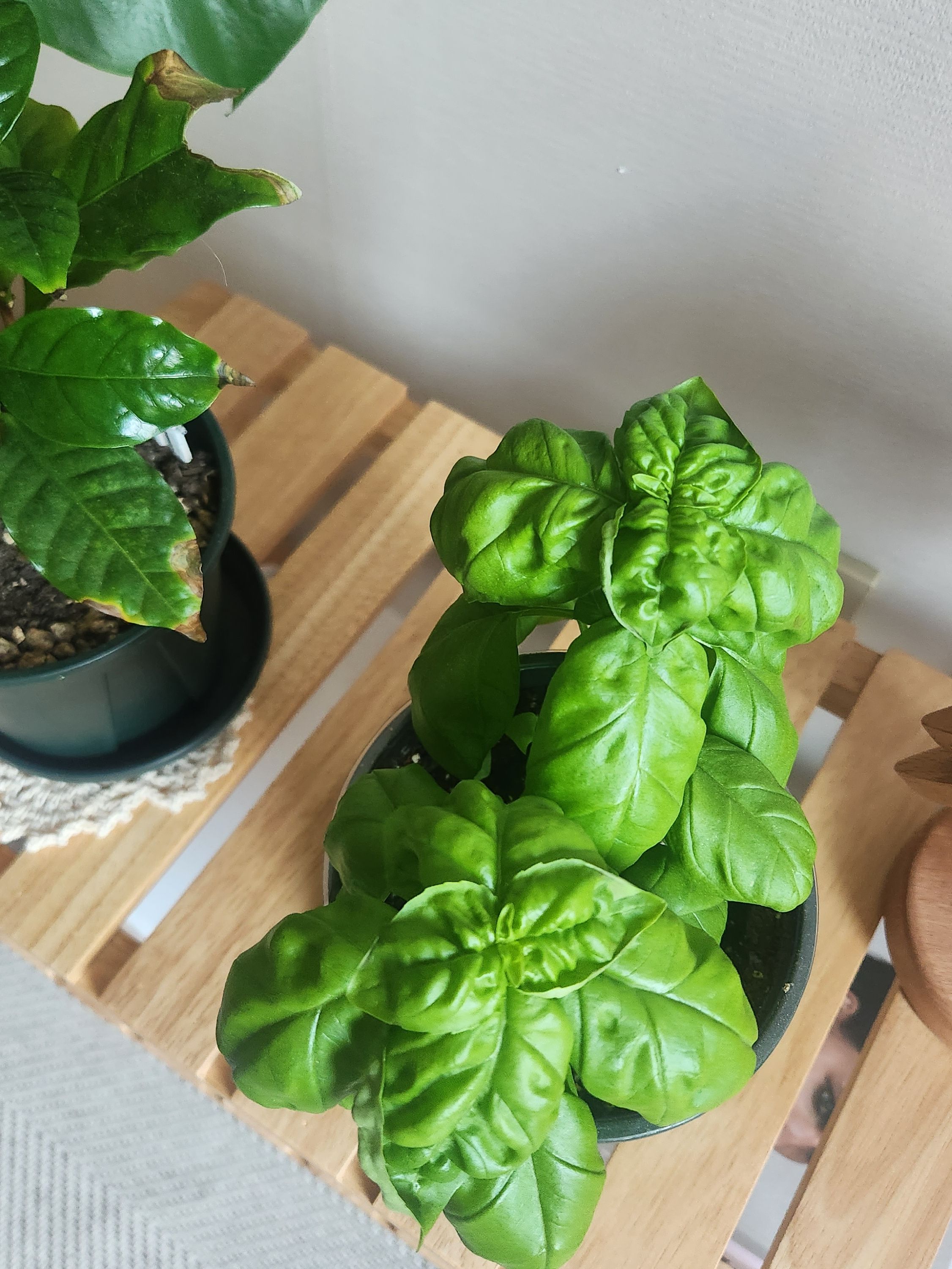 Solid Wood Plant Stand user photo