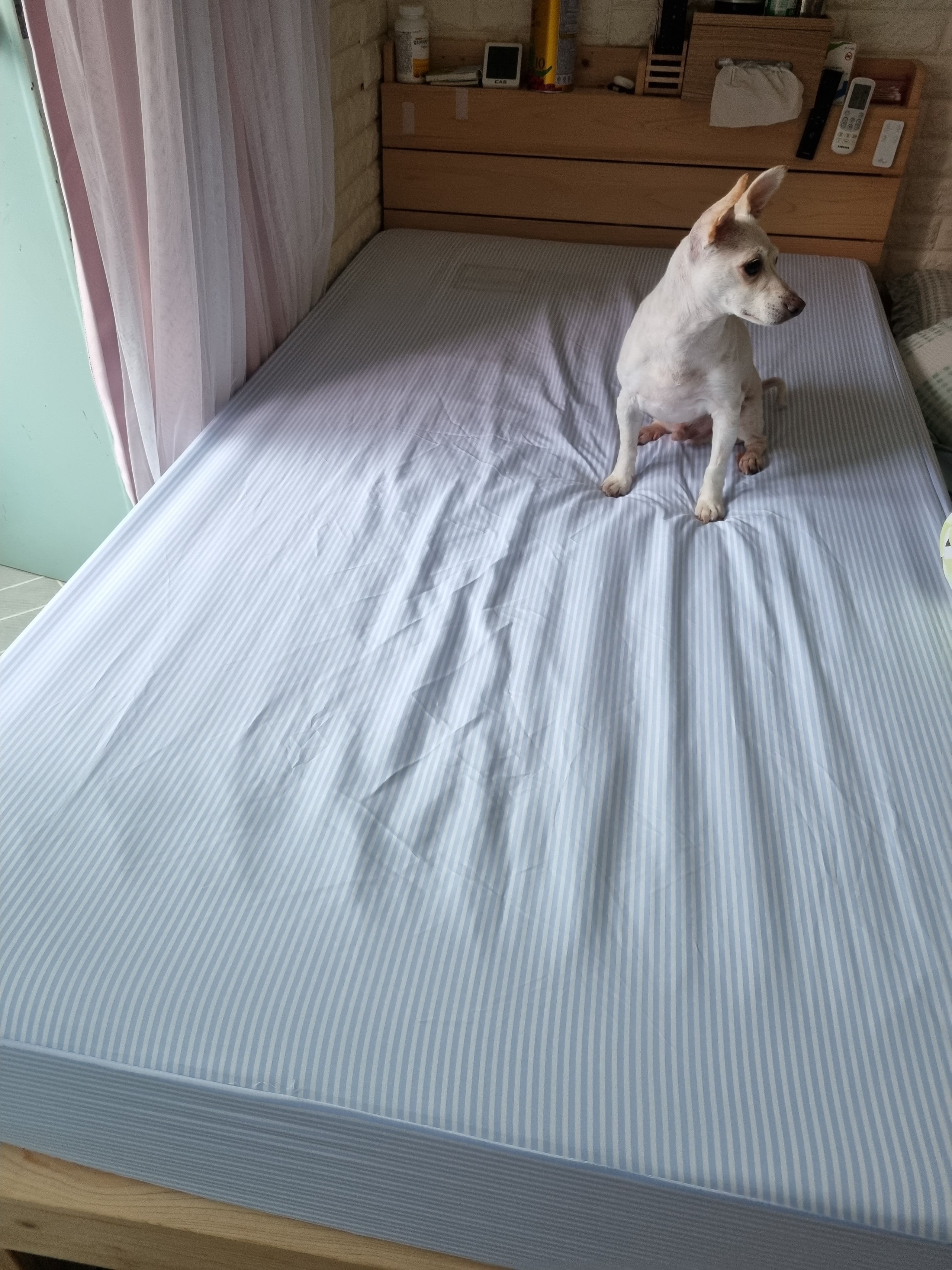 Stripe Dust-Free Mattress Fitted Sheet user photo