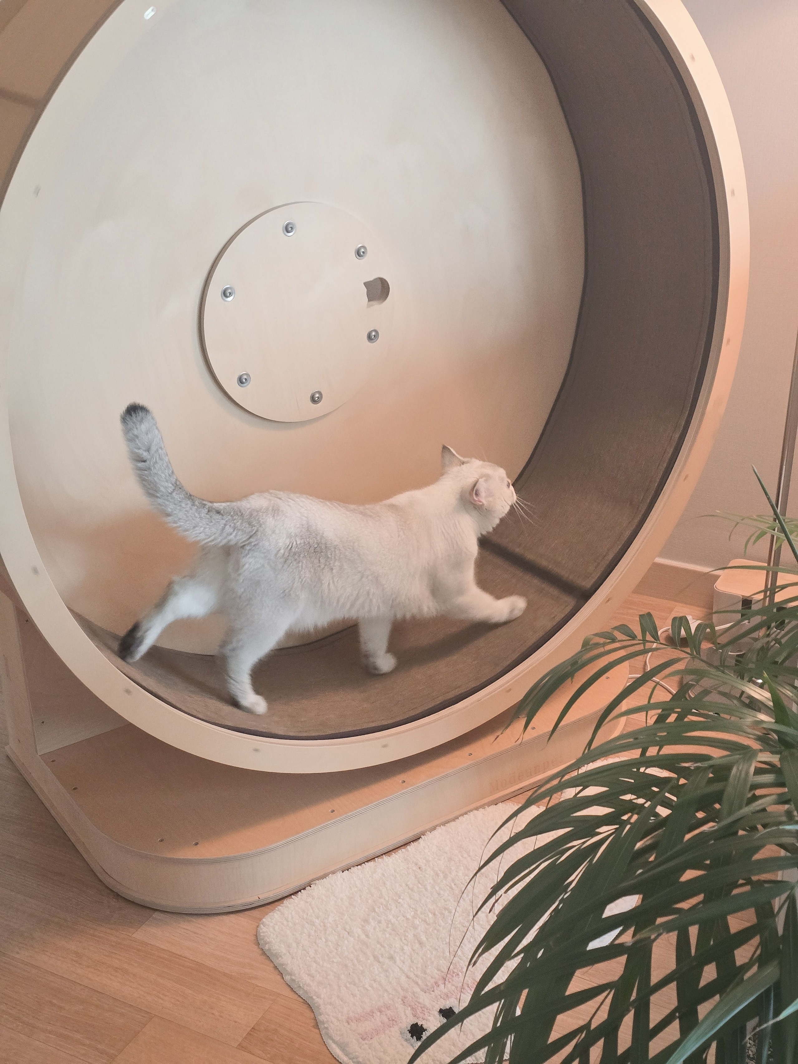 Sweet Cat Tufted Rug user photo