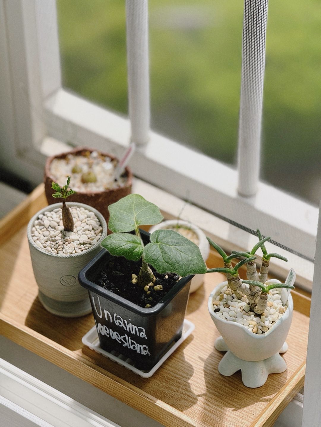 Classic Wooden Rectangular Tray user photo