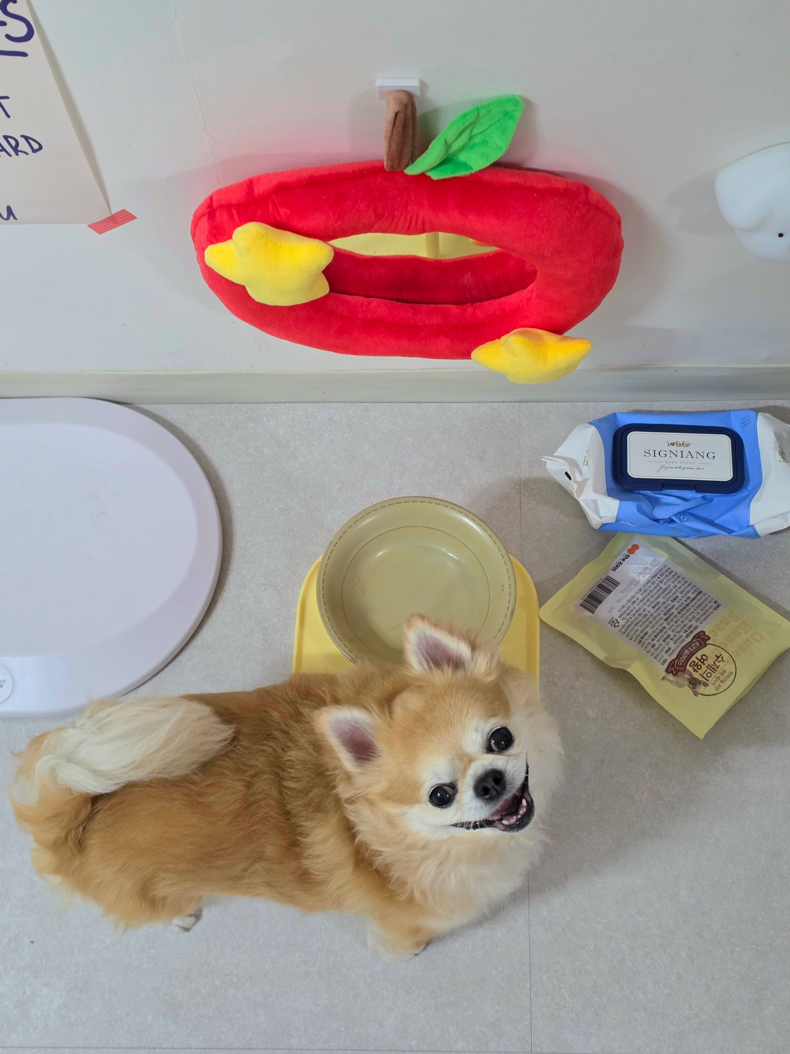 Puppy Motion Sensor Mood Light user photo